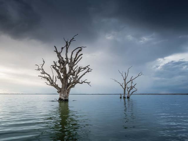 Tree Wisdom Guided Meditation For Patience